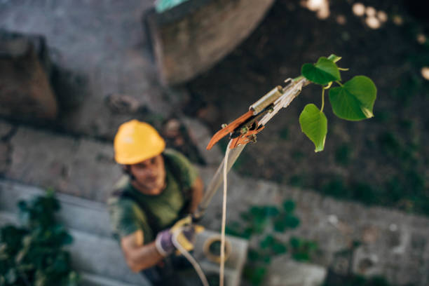 Tree and Shrub Care in Hayden, ID